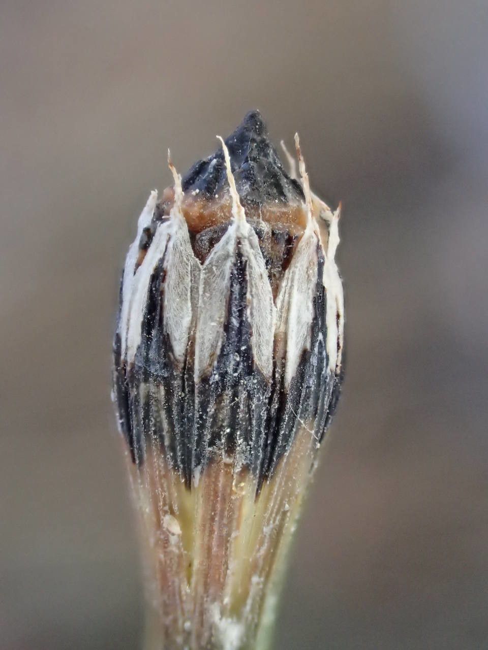 Equisetum variegatum fruit