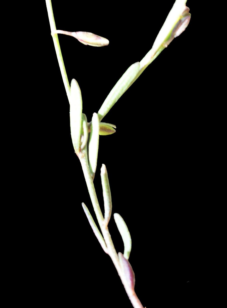 Polygala exilis — houseplant care guide