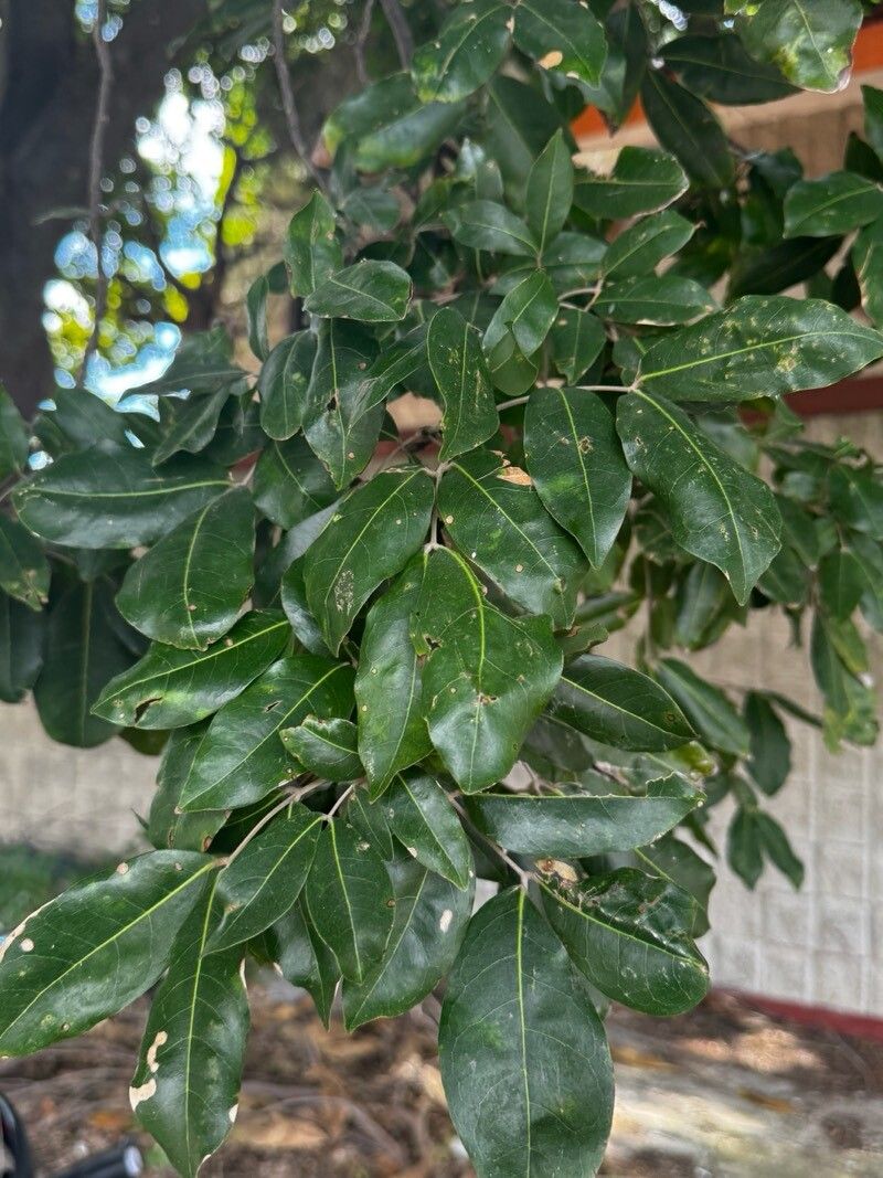 Melicoccus oliviformis — related species from the same genus