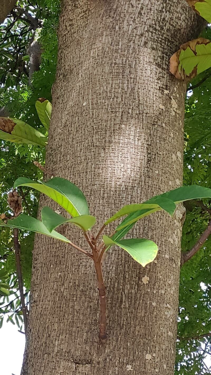 Ficus saussureana — houseplant care guide