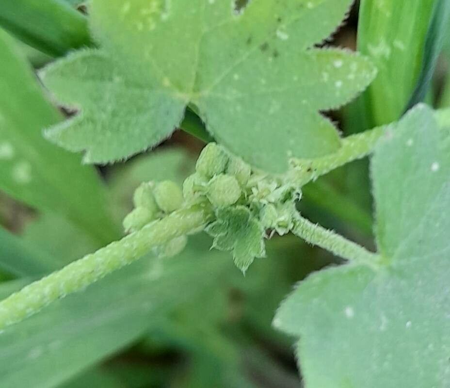 Bowlesia incana flower