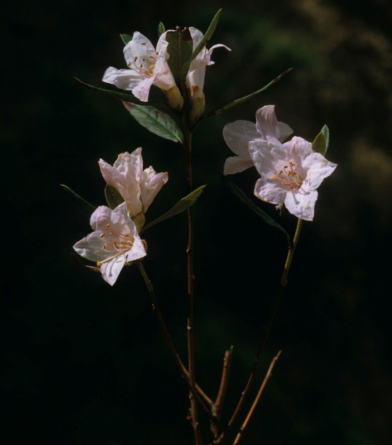 Rhododendron virgatum flower