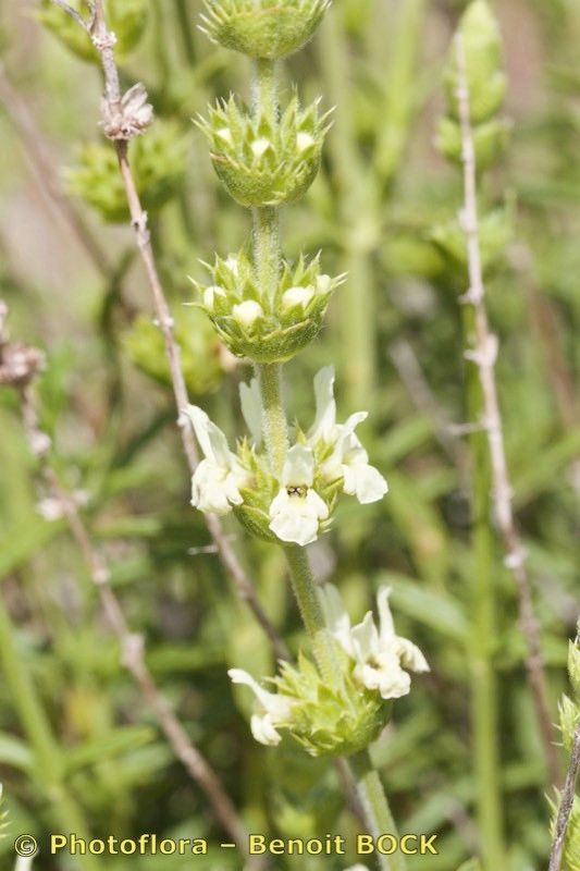 Sideritis algarviensis other