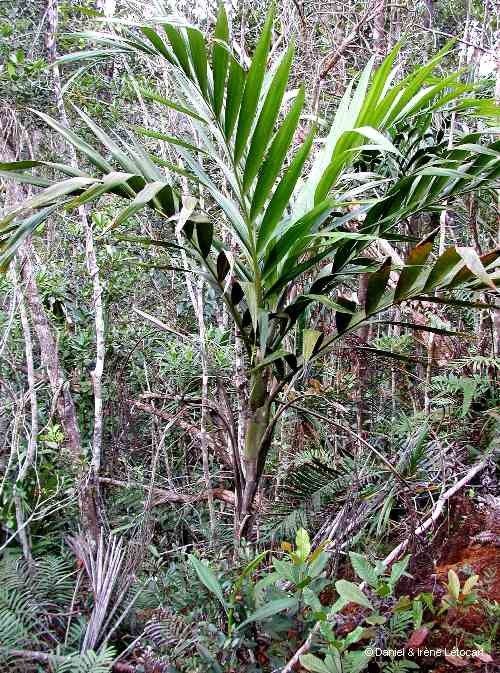Clinosperma vaginata habit