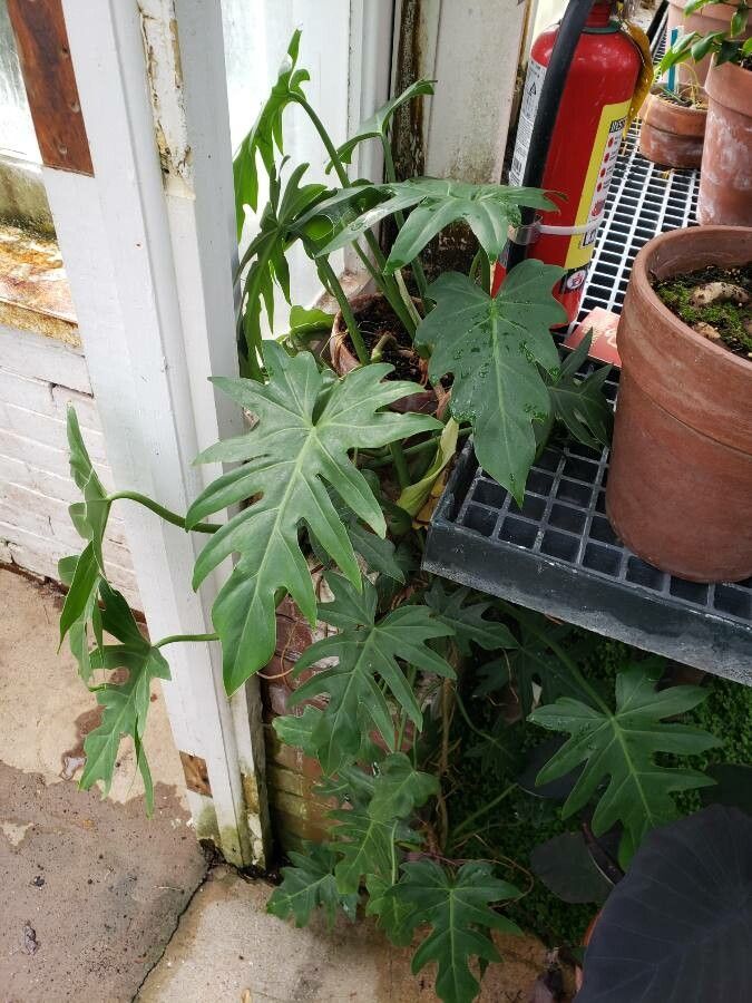 Philodendron pinnatifidum habit