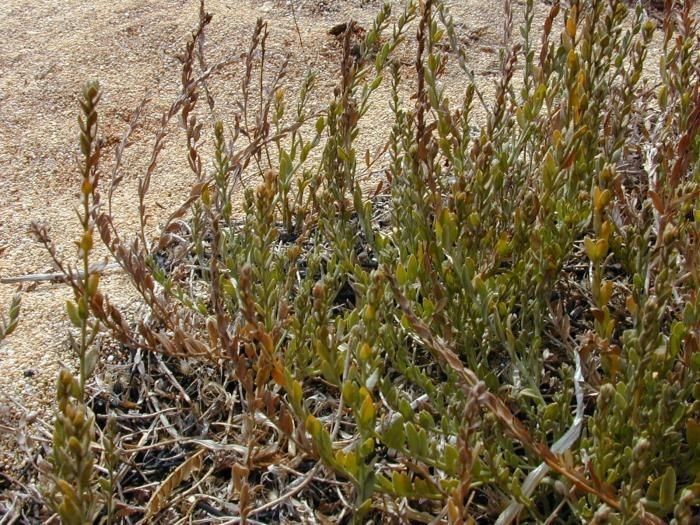 Cressa truxillensis bark