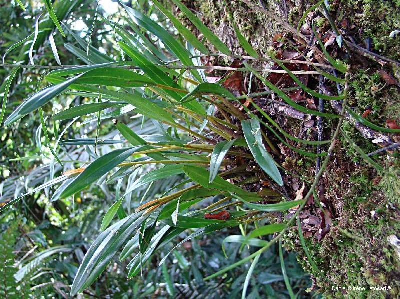 Dendrobium ou-hinnae habit