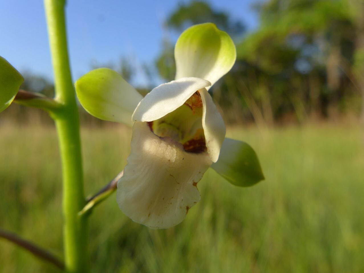 Eulophia malangana flower