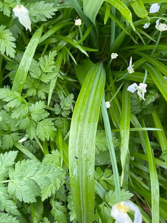 Allium paradoxum