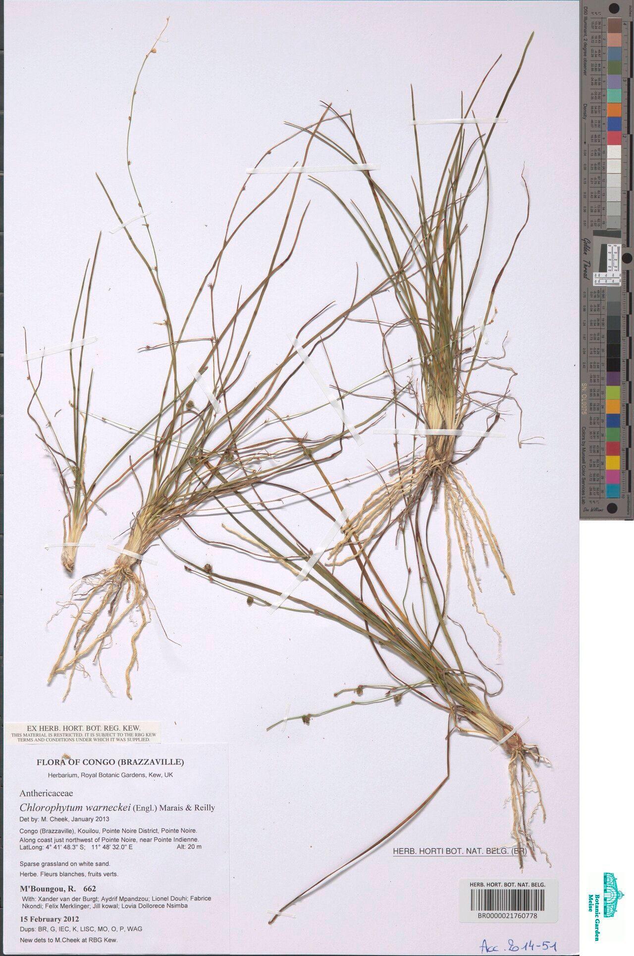 Chlorophytum warneckei — search result for 'Chlorophytum'