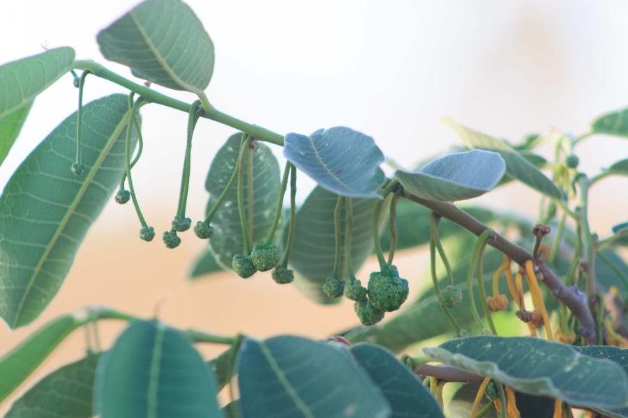 Brosimum gaudichaudii fruit