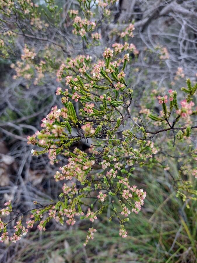 Micromyrtus ciliata habit