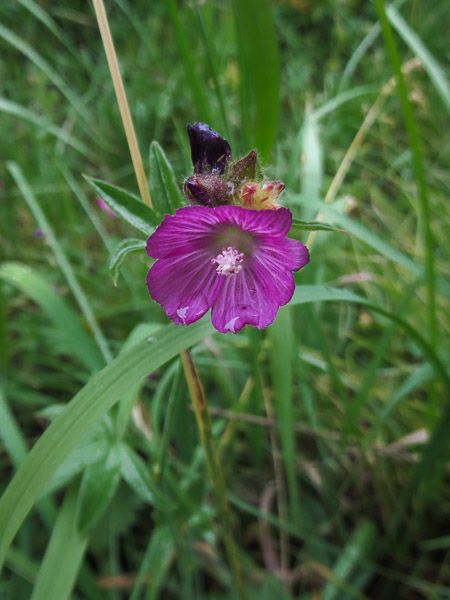 Sidalcea reptans — houseplant care guide