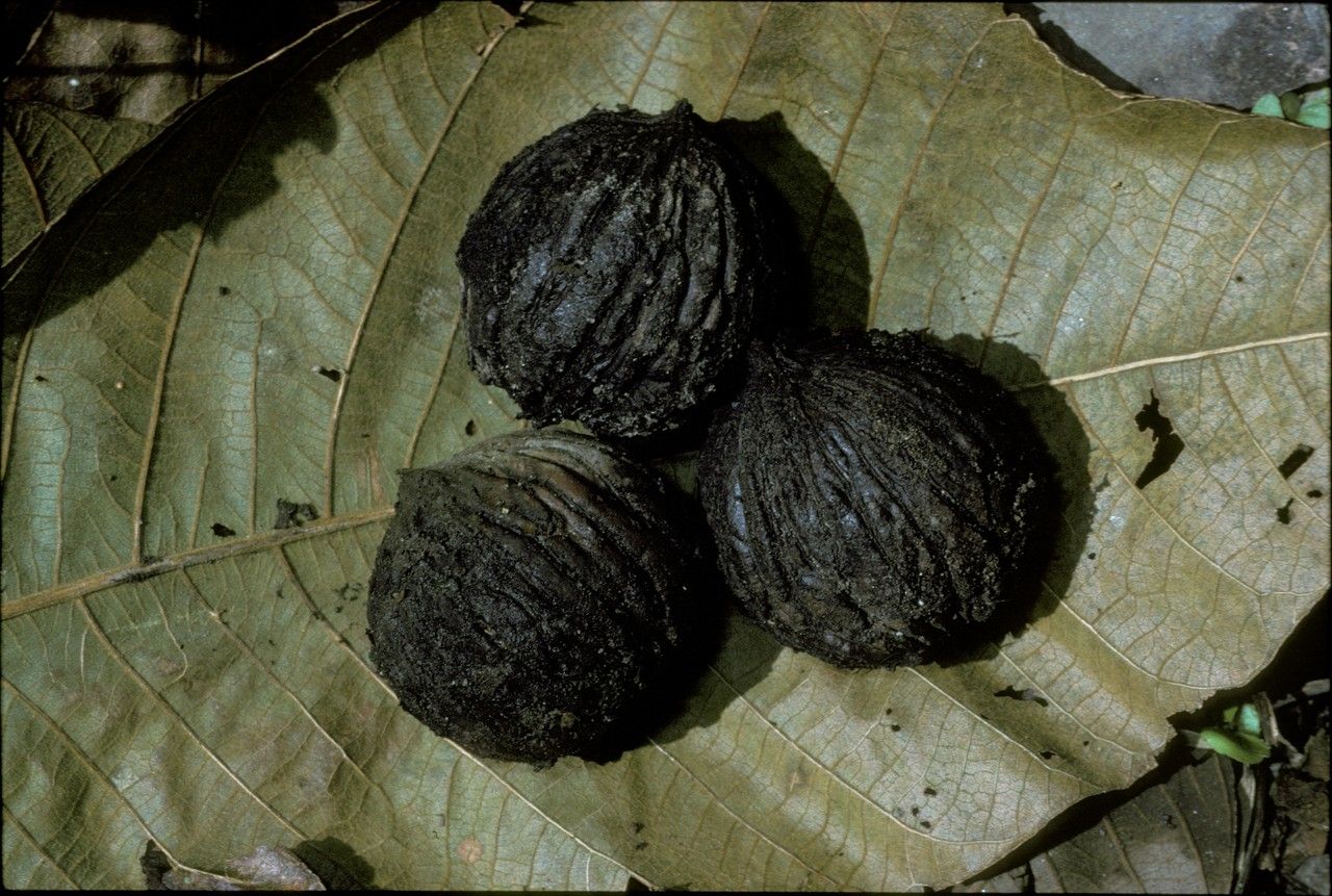 Juglans pyriformis — search result for 'Juglans'