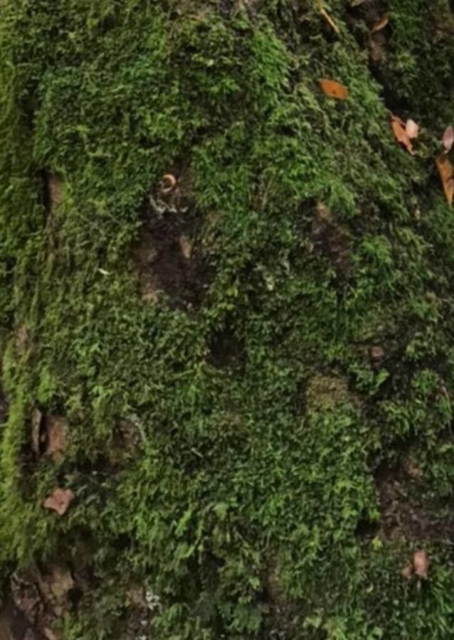 Pouteria engleri — houseplant care guide