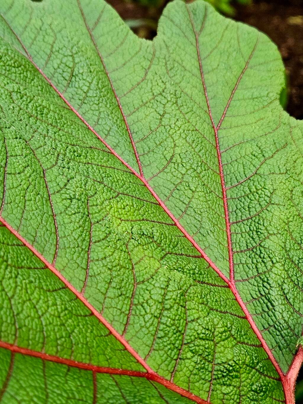 Gunnera killipiana — related species from the same genus