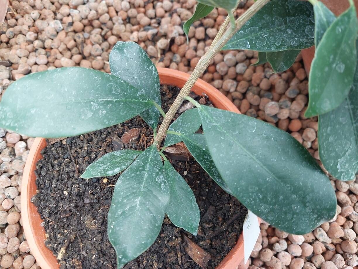 Ficus rigo — houseplant care guide