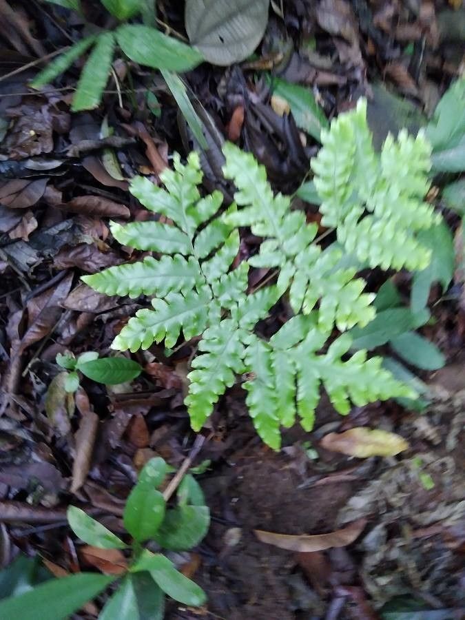 Tectaria seemannii — houseplant care guide