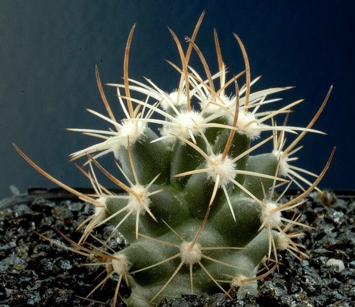 Pediocactus sileri — houseplant care guide