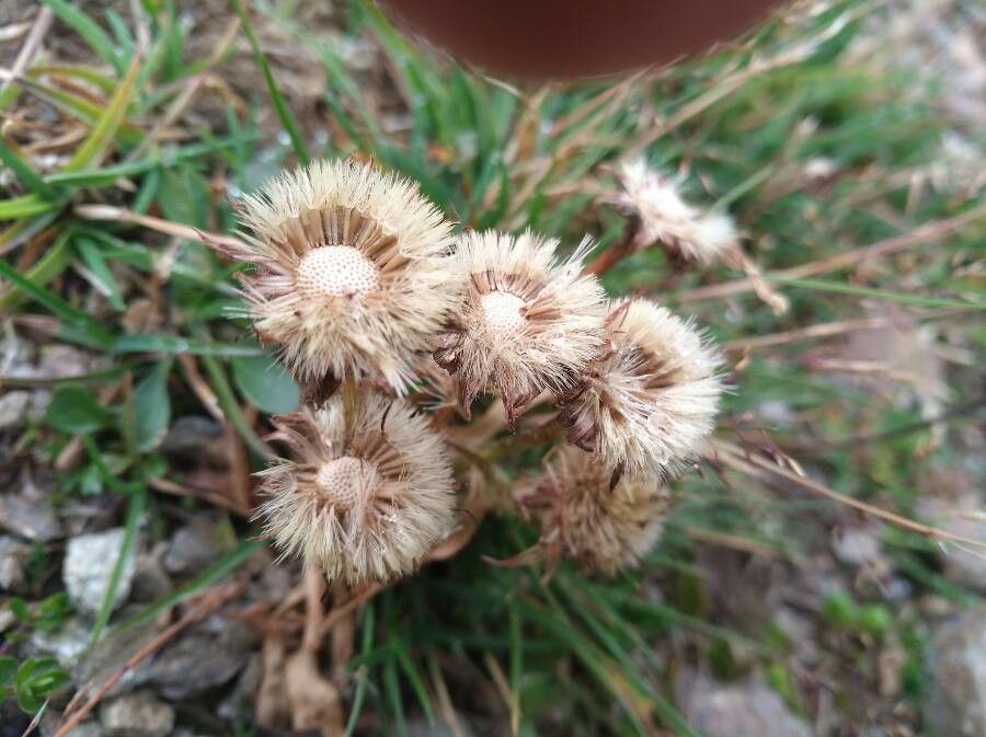 Erigeron uniflorus fruit