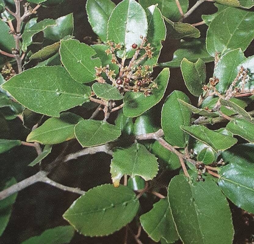 Rhamnus glandulosa — search result for 'Rhamnus'