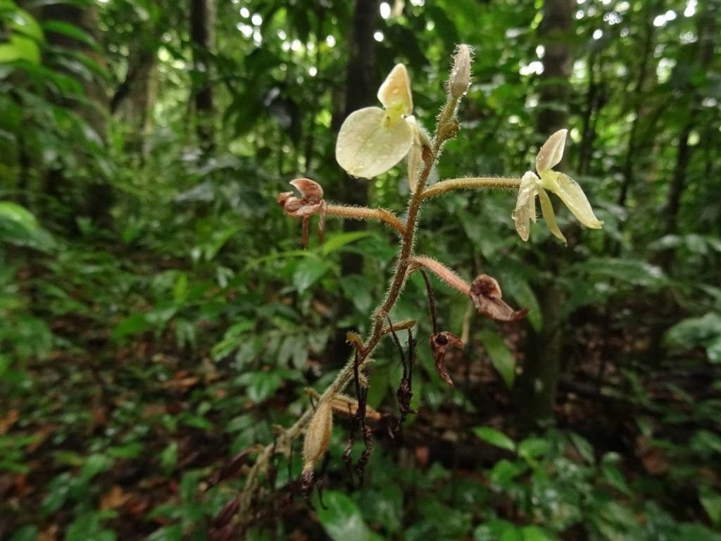 Ponthieva petiolata — search result for 'Cuba'
