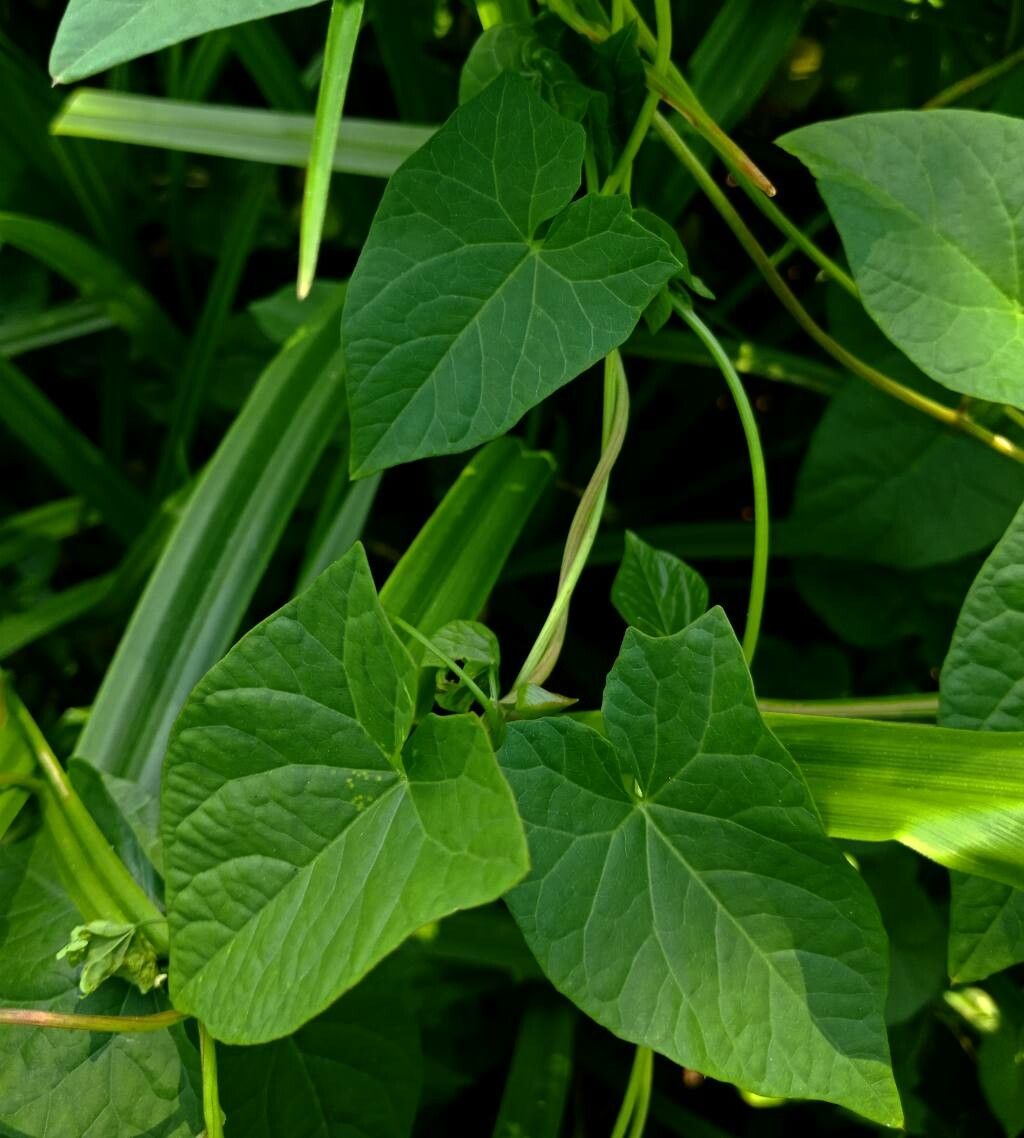 Calystegia silvatica leaf