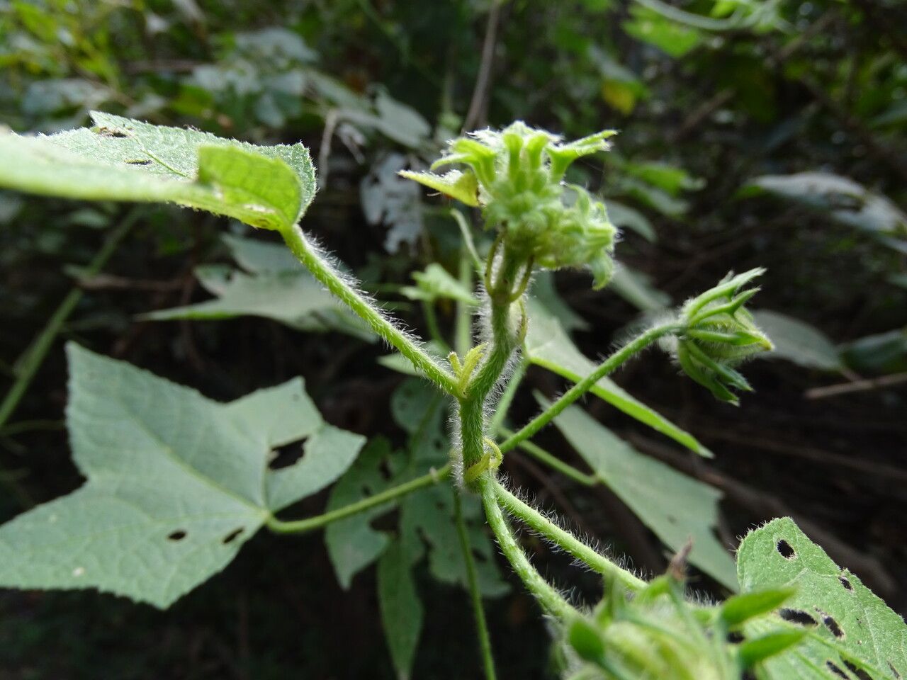 Hibiscus physaloides bark