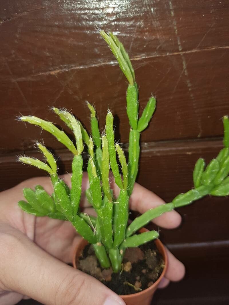 Rhipsalis micrantha bark