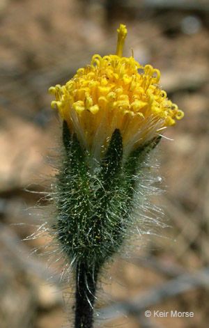 Arnica spathulata — search result for 'Arnica'