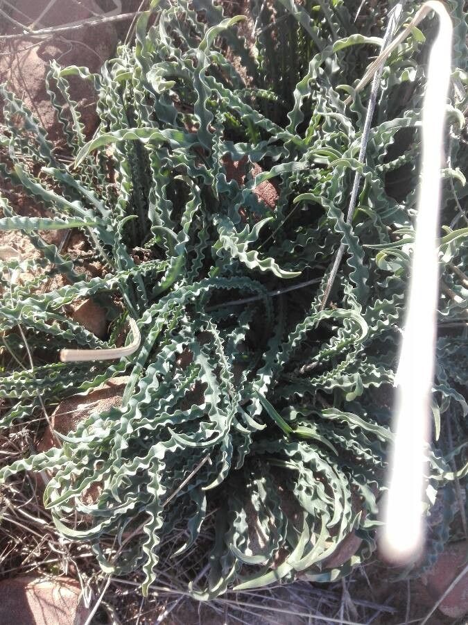 Ledebouria undulata — search result for 'Ledebouria'