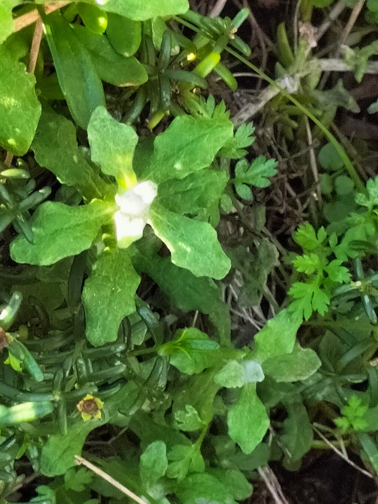 Helichrysum cymosum leaf