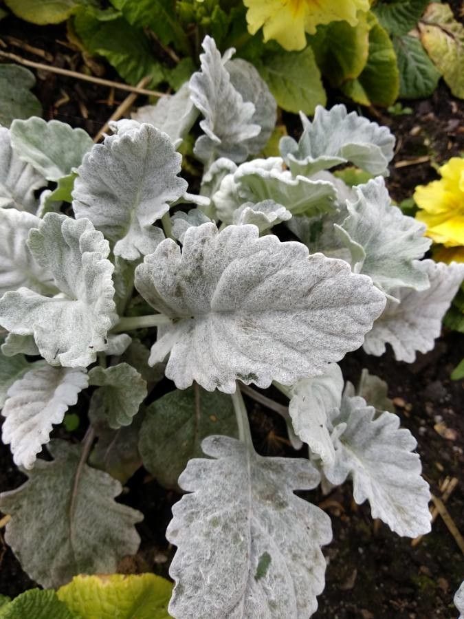 Salvia argentea — search result for 'Salvia'