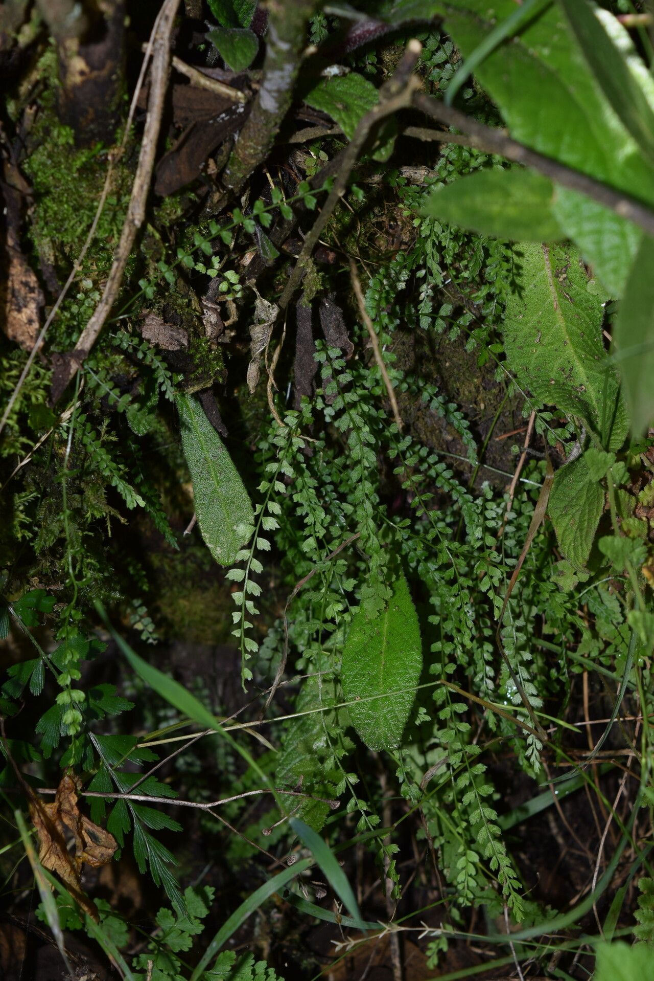 Asplenium stoloniferum habit