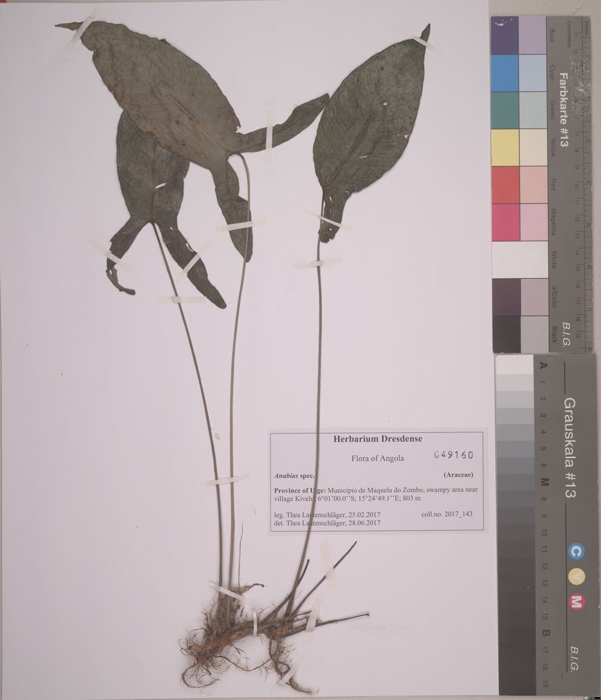 Anubias gilletii — related species from the same genus