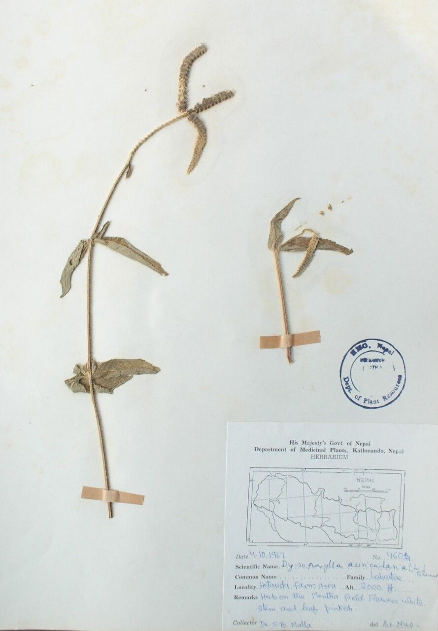 Pogostemon auricularius — related species from the same genus