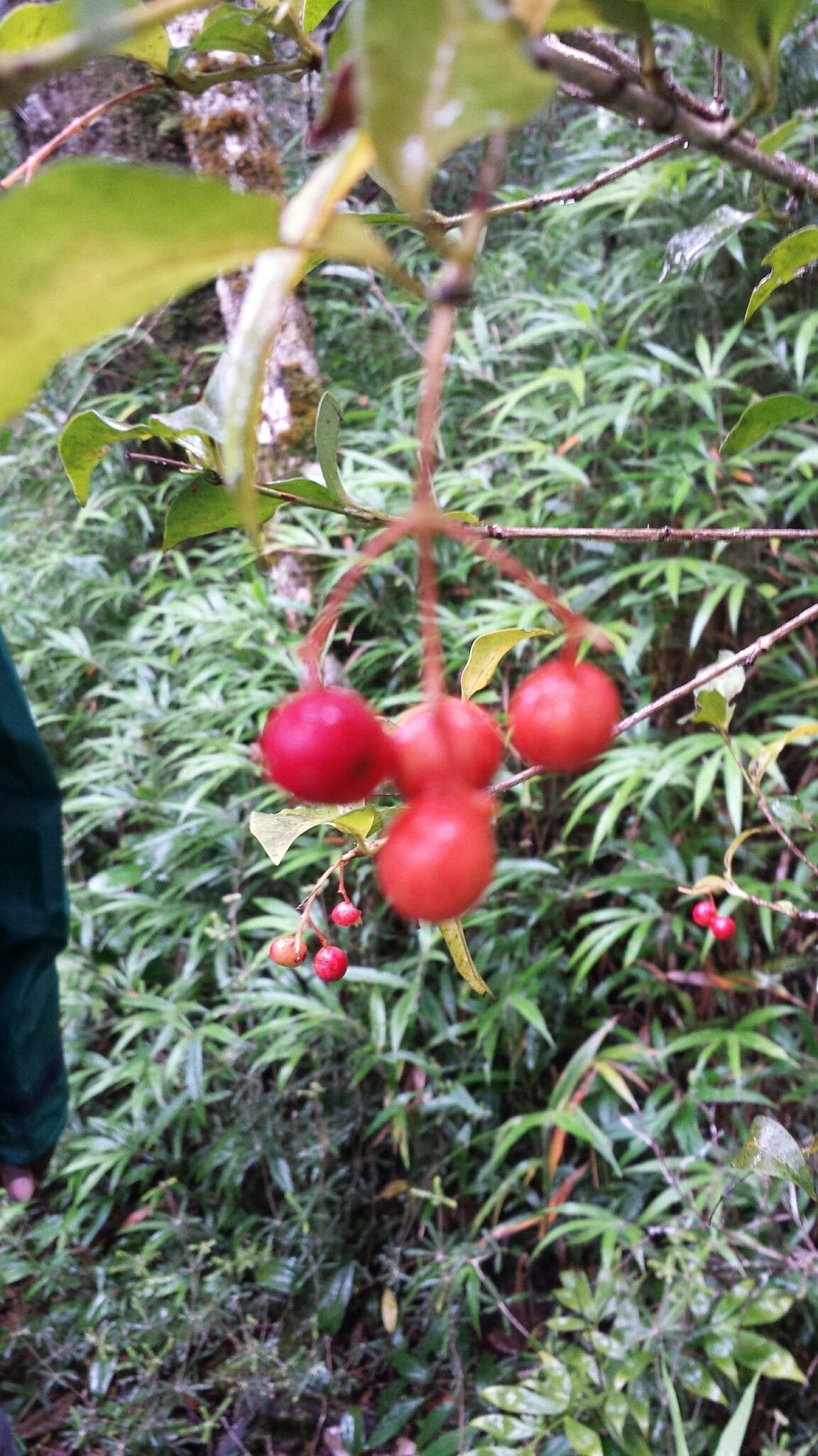 Ixora emirnensis — search result for 'Ixora'