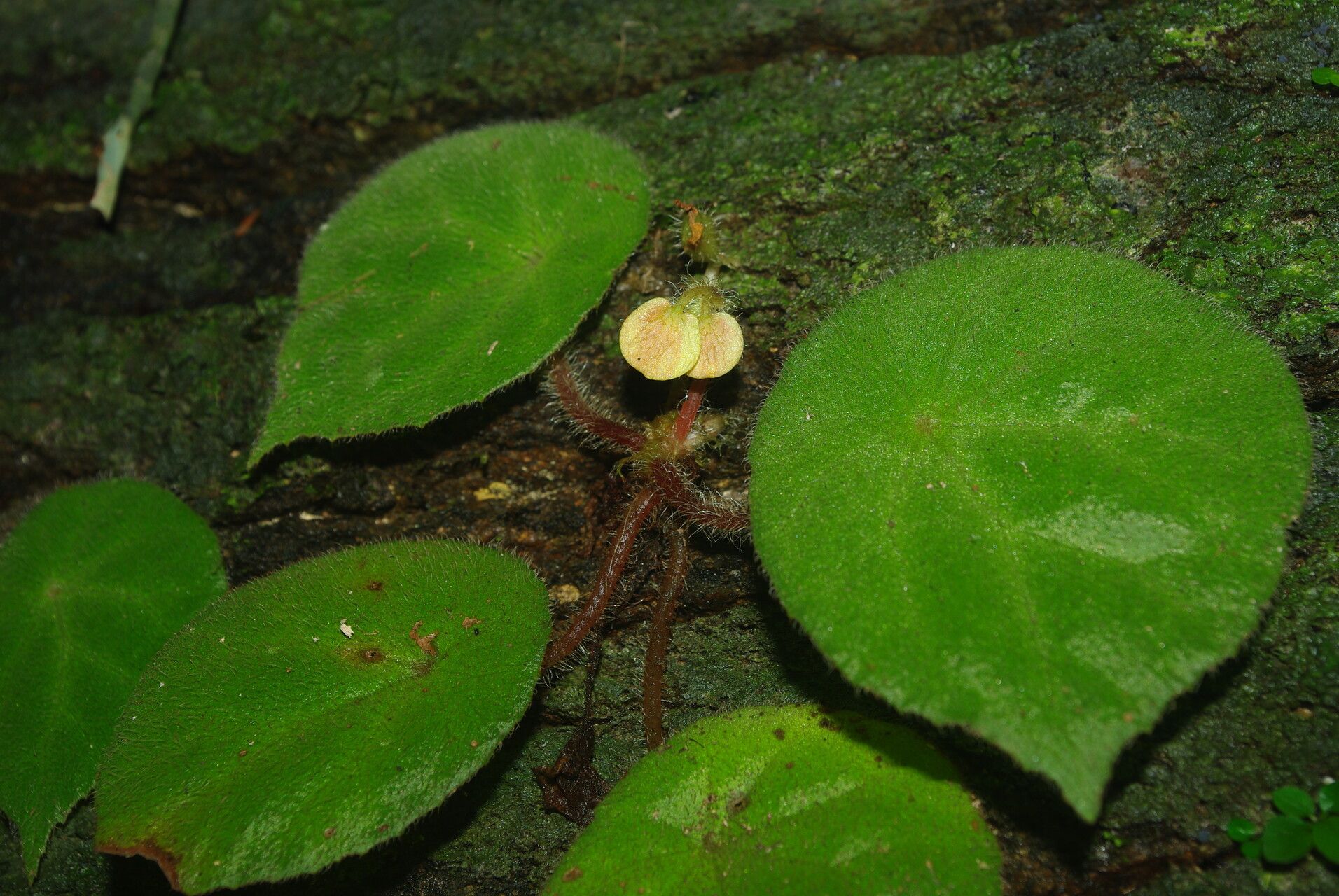 Begonia letouzeyi leaf
