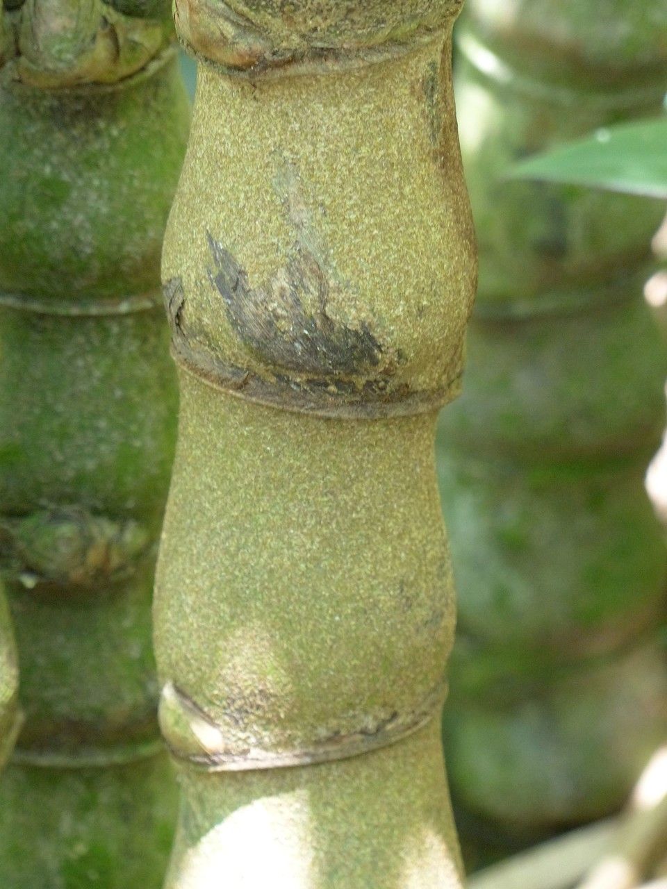 Bambusa tuldoides bark