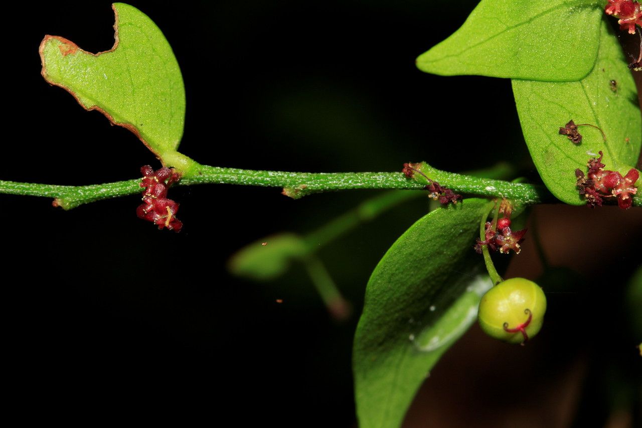 Phyllanthus dorotheae — houseplant care guide