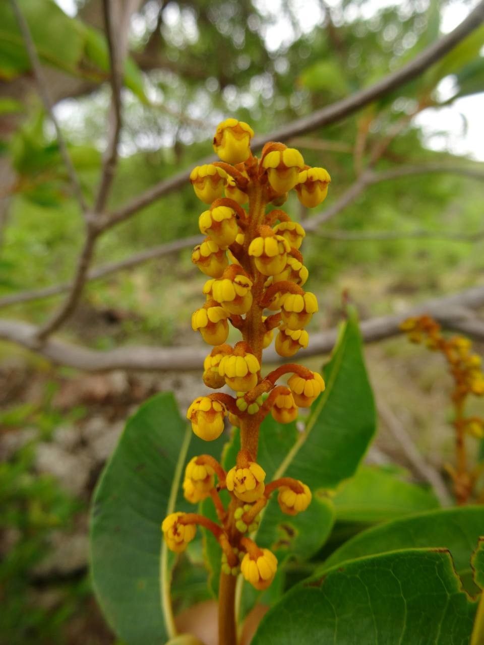 Byrsonima spicata fruit