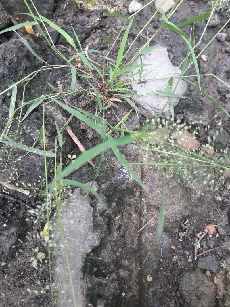 Eragrostis unioloides leaf