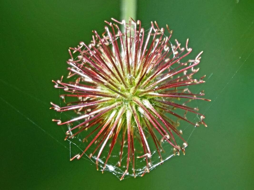 Geum hispidum flower
