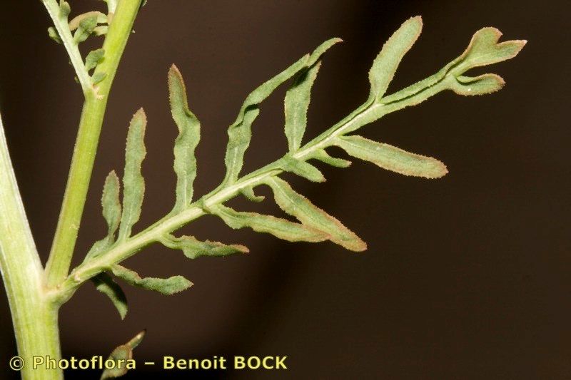 Reseda decursiva — search result for 'Reseda'