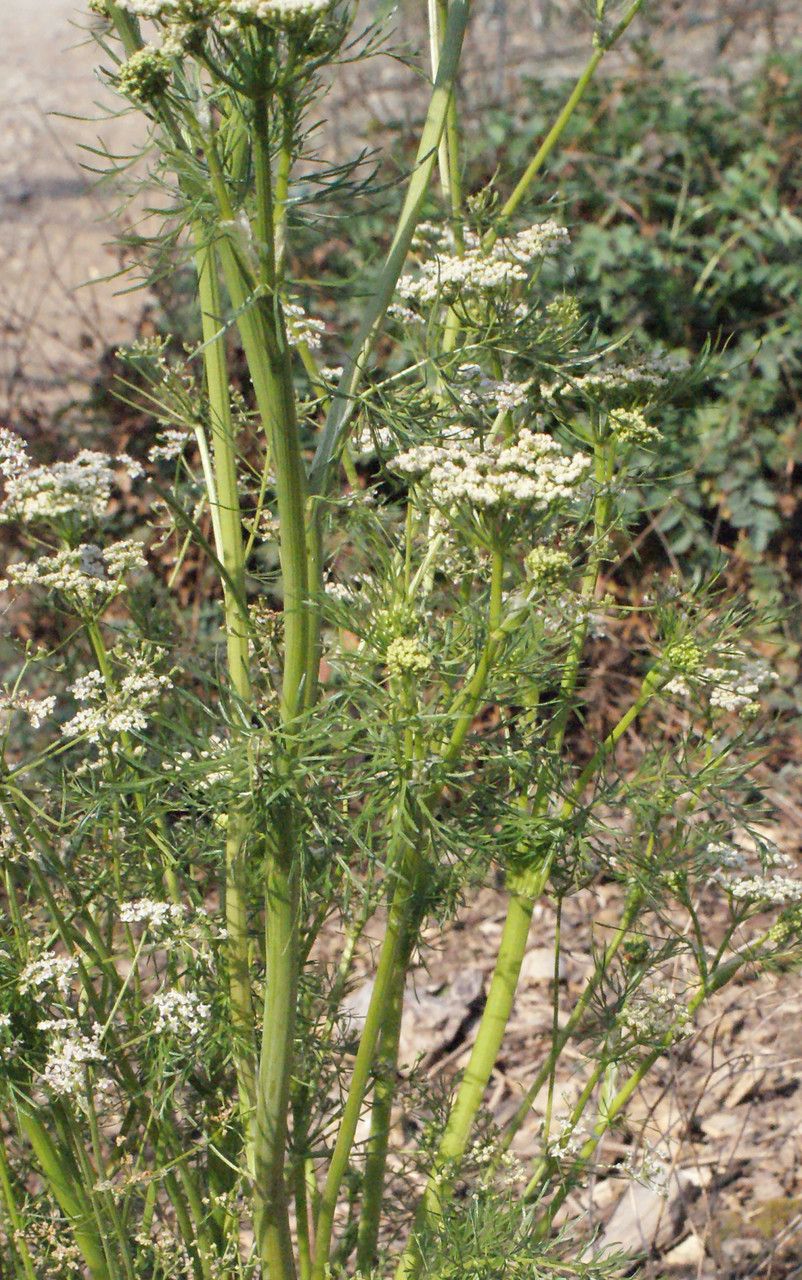 Cuminum cyminum habit