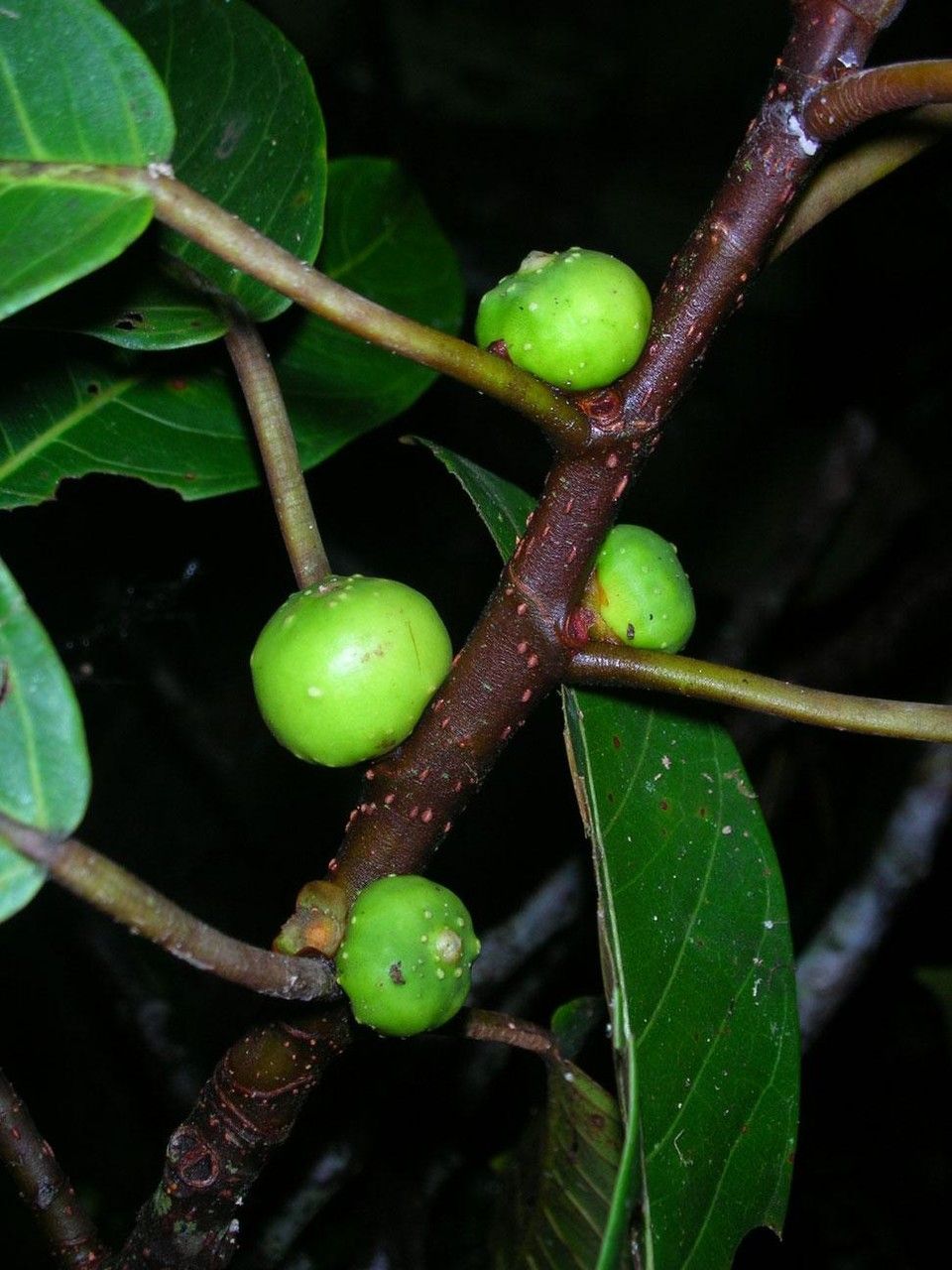 Ficus richteri fruit