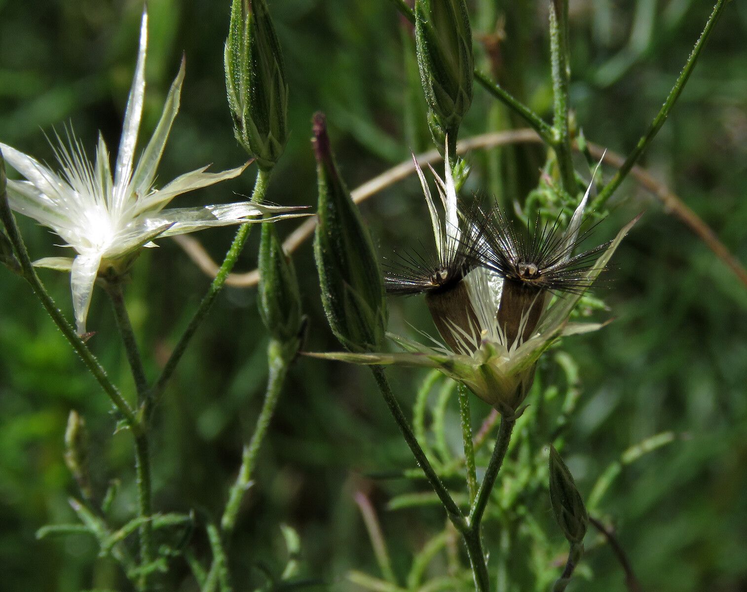 Crupina vulgaris fruit