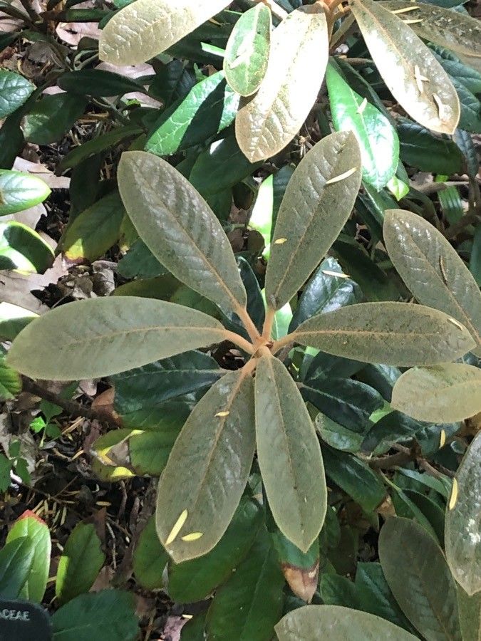 Rhododendron wiltonii — houseplant care guide