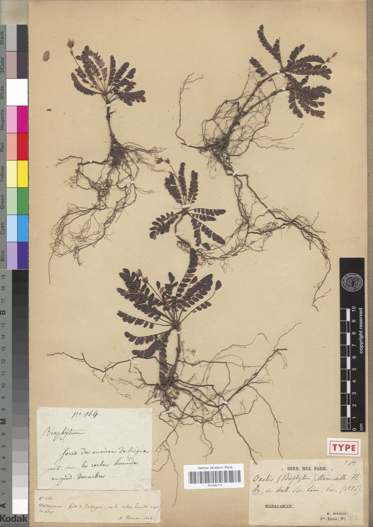 Biophytum mimosella — search result for 'Biophytum'