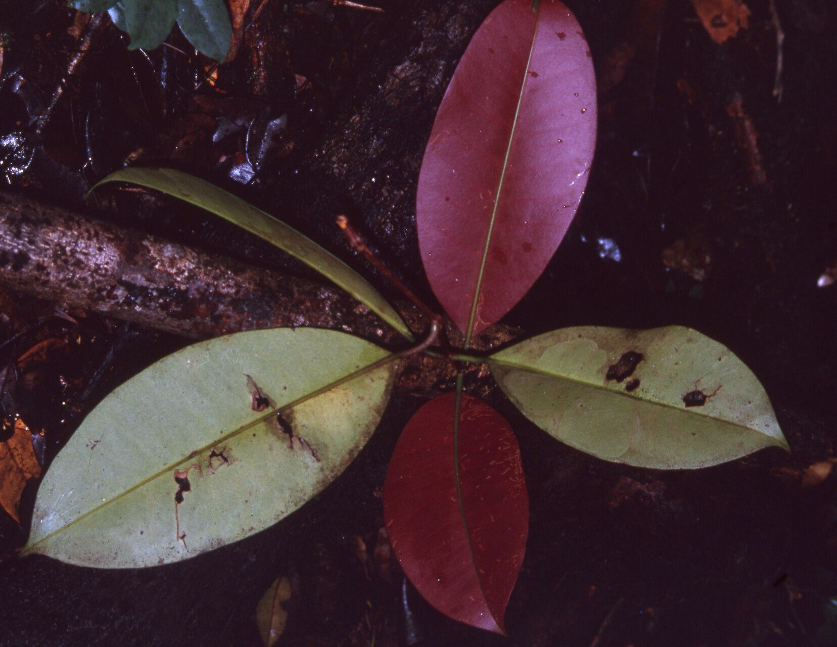 Myrcianthes prodigiosa leaf